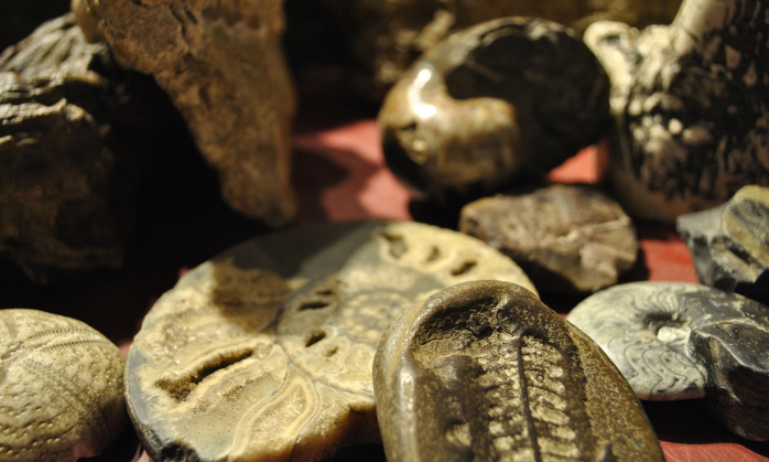 The Montshire's Fossil Collection