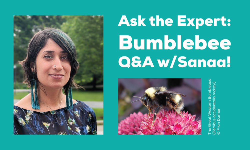 Biologist and Science Communicator Sanaa Siddiqi researches Arctic Bumblebees and how climate change impacts their relationships with humans and other parts of the ecosystem.