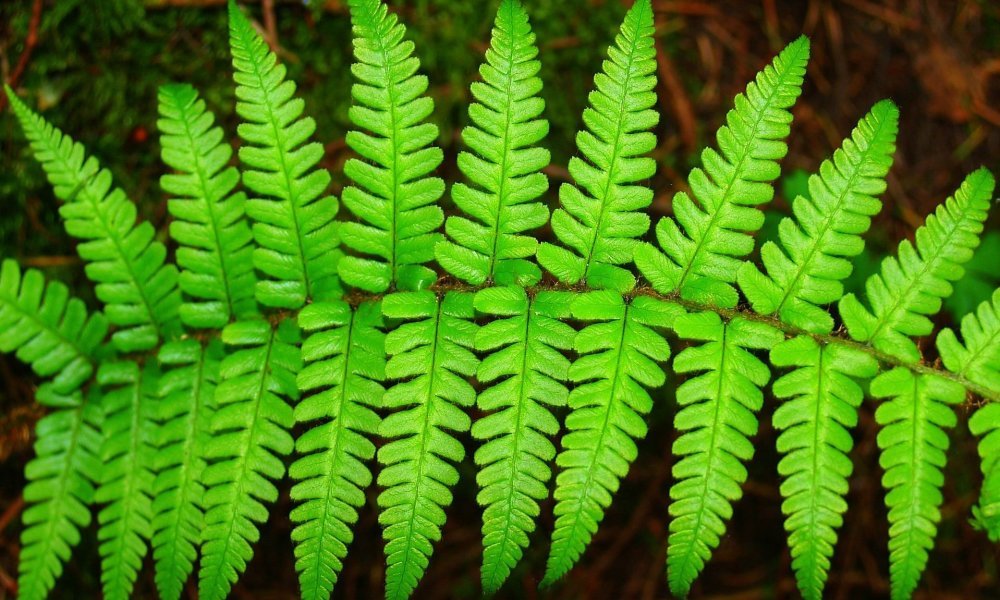 Learn about the diversity among ferns and how to use these plants in the garden.