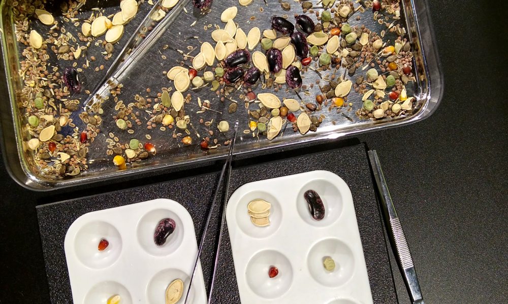 Examine and sort dozens of different types of seeds from the Montshire’s collection after reading the gorgeous book A Seed is Sleepy by Dianne Aston.