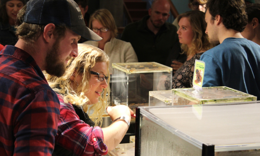 Museums visitors feed leafcutter ants.
