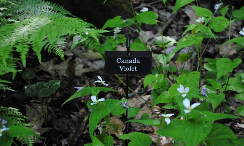 See native plants, trees, and flowers in a wooded setting