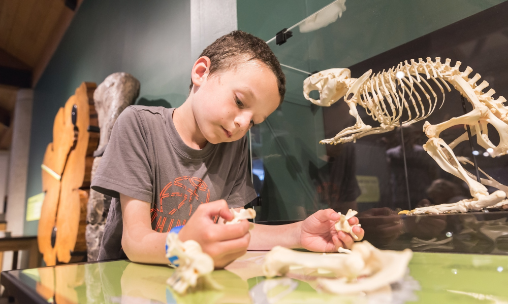 Learn about the lives of animals and the world's past through bones and fossils.