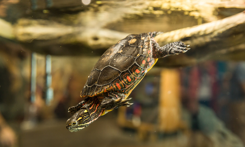Come out of your shell and say hi to the Montshire resident reptiles – the turtles! 